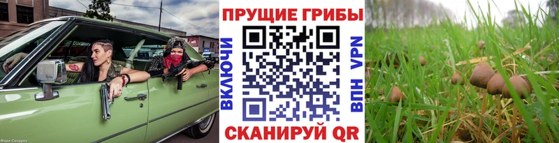 Псилоцибиновые грибы ЛСД Пионерский